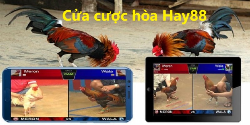 Thông tin giới thiệu về cửa cược hòa người chơi cần phải biết