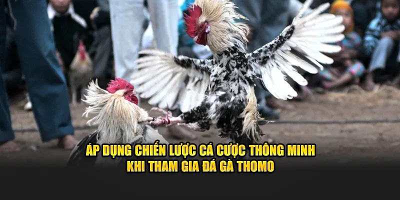 Áp dụng chiến lược cá cược thông minh khi tham gia đá gà Thomo