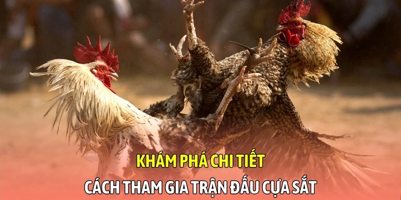 Khám phá chi tiết cách tham gia trận đấu cựa sắt
