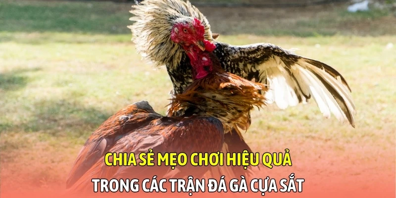 Chia sẻ mẹo chơi hiệu quả trong các trận đá gà cựa sắt