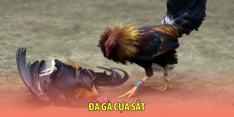 đá gà cựa sắt cực cháy tại sân chơi hay88