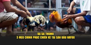 Đá Gà Thomo - 3 Mẹo Chinh Phục Chiến Kê Tại Sàn Đấu Hay88