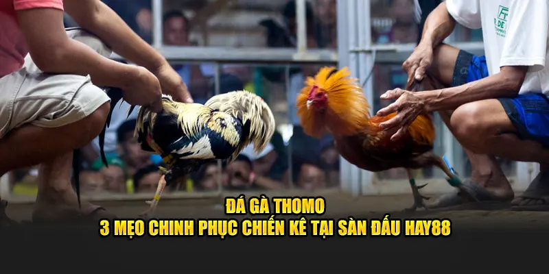Đá Gà Thomo - 3 Mẹo Chinh Phục Chiến Kê Tại Sàn Đấu Hay88