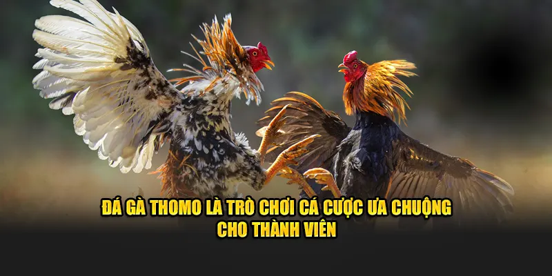 Đá gà Thomo là trò chơi cá cược ưa chuộng cho thành viên