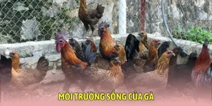 Hướng dẫn xây dựng môi trường sống của gà từ chuyên gia gà đá Hay88