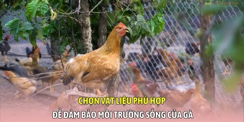 Chọn vật liệu phù hợp để đảm bảo môi trường sống của gà