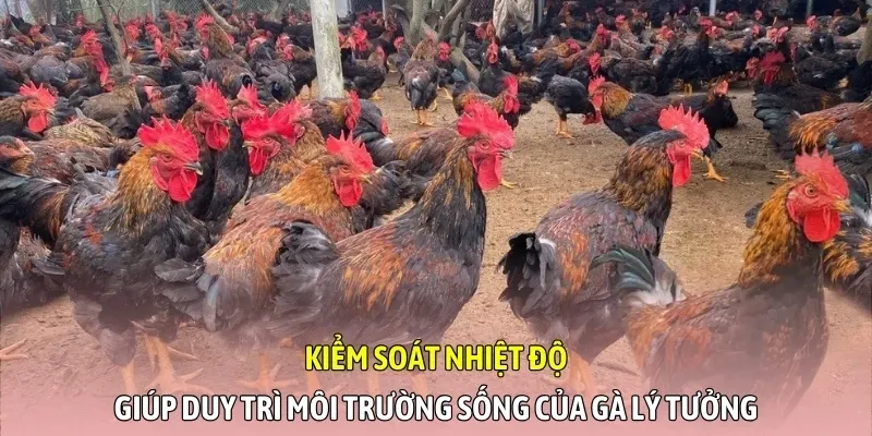 Kiểm soát nhiệt độ giúp duy trì môi trường sống của gà lý tưởng
