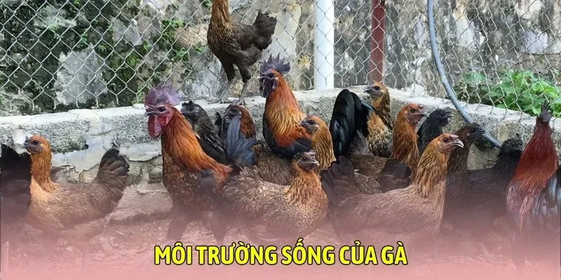 Hướng dẫn xây dựng môi trường sống của gà từ chuyên gia gà đá Hay88