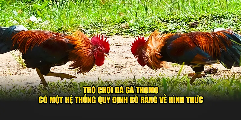 Trò chơi đá gà Thomo có một hệ thống quy định rõ ràng về hình thức